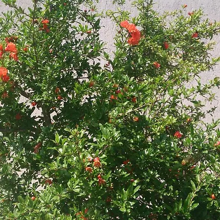 Garden Maria Vrsar